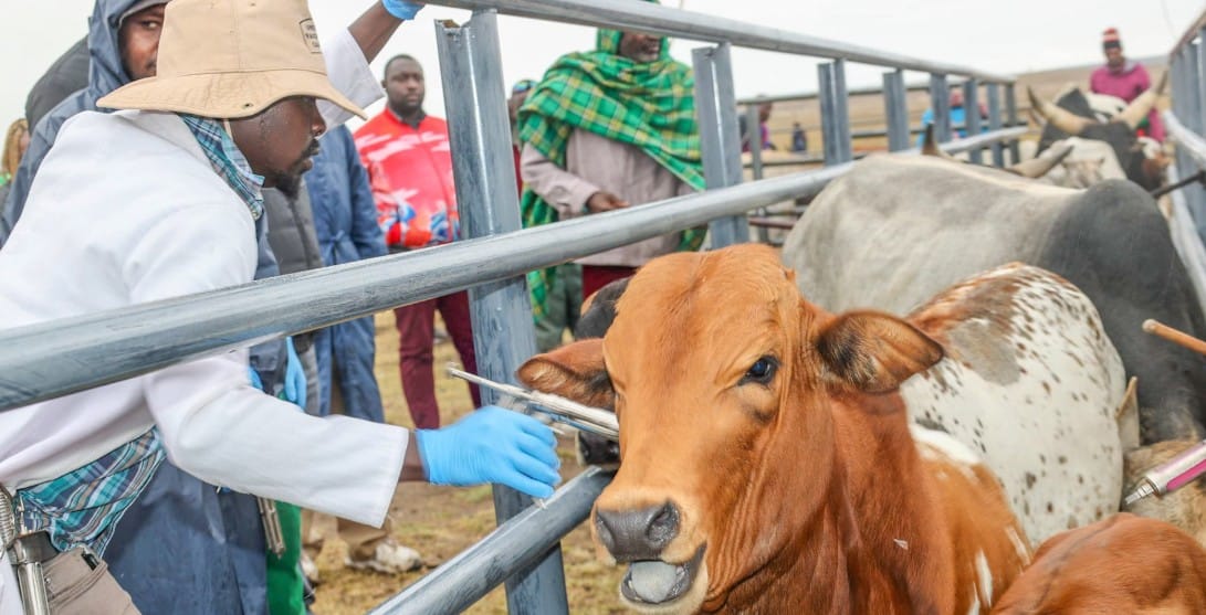 vaccination-livstock