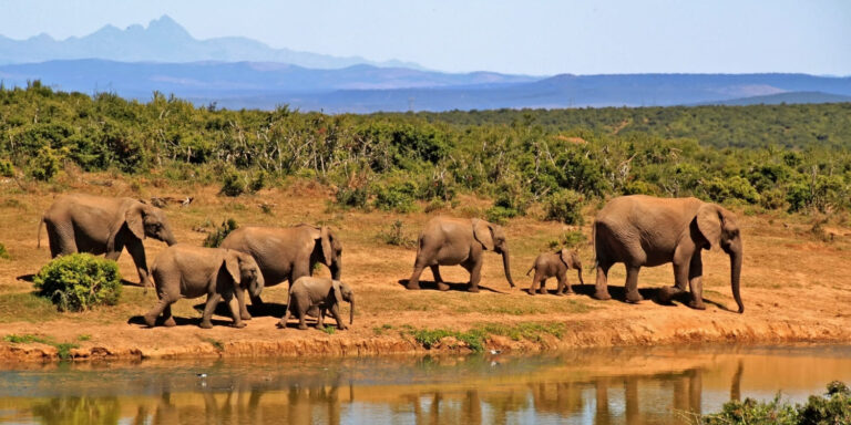 AA