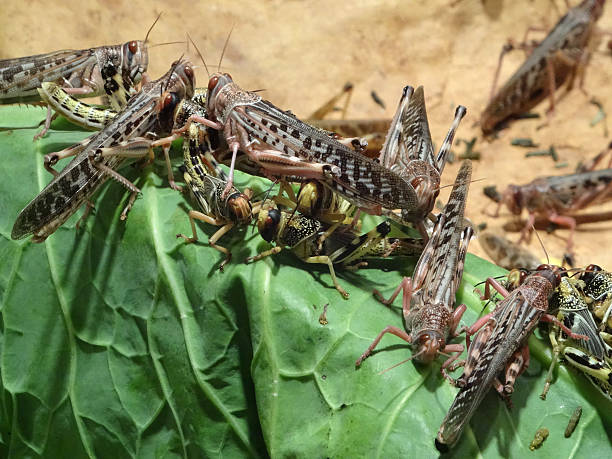 LOCUST