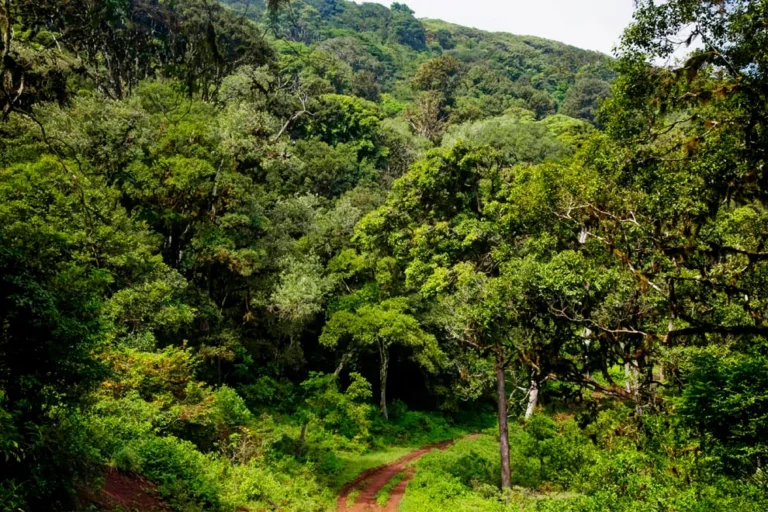 Marsabit-National-Park_forest-path