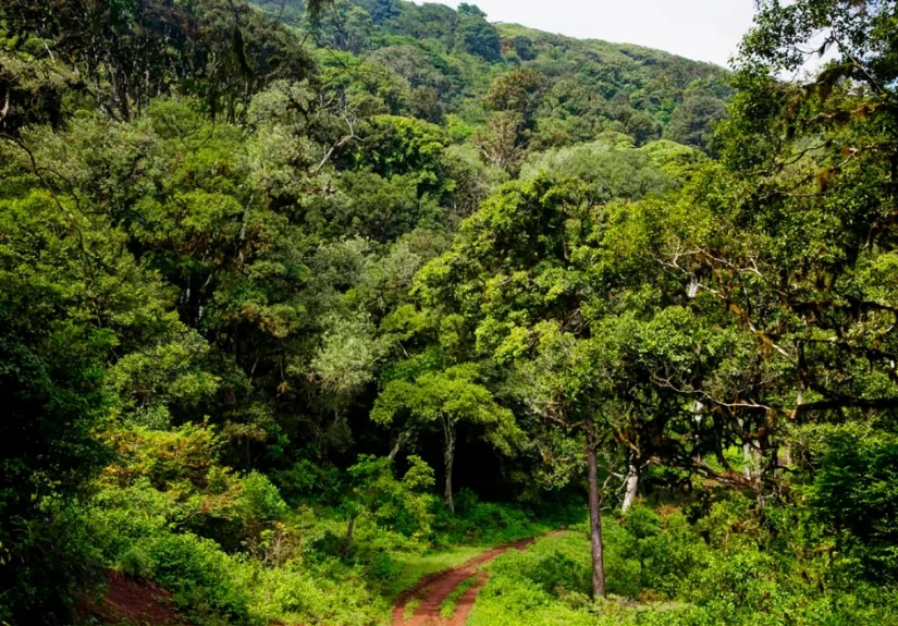 Marsabit-National-Park_forest-path