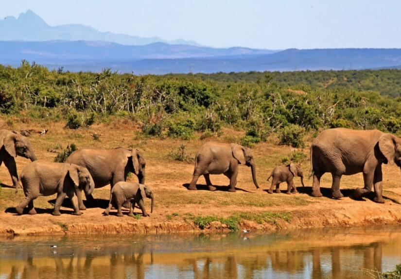 elephants-marsabit (1)