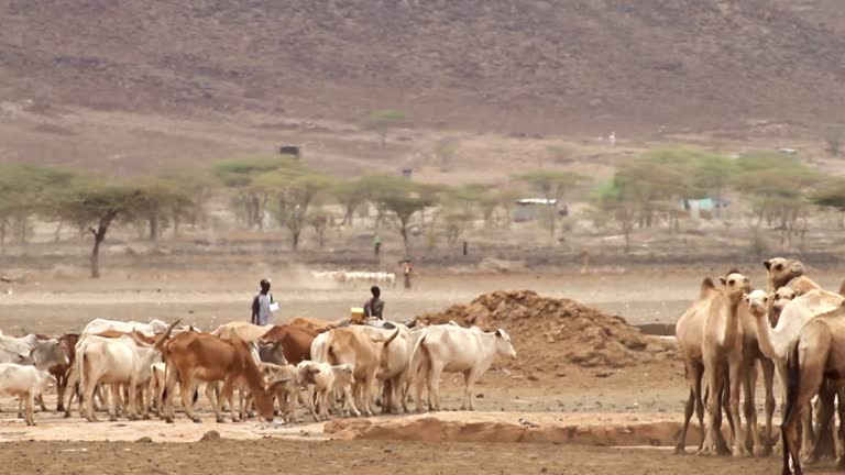 Gabra tribe Marsabit, Chalbi Desert northern Kenya